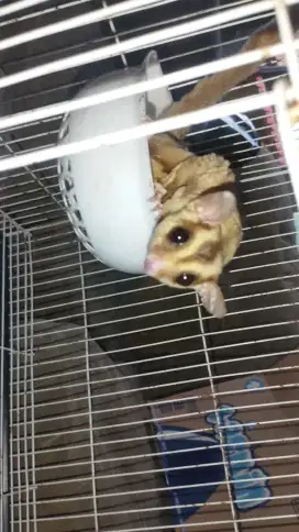 Sugar glider Caramel indukan genetik cuakep,