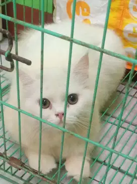 Dijual Cepat Perekor Kucing Persia Putih Bulu Kapas