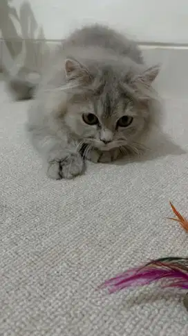 Kitten BSH brithis mix 3 bulan betina