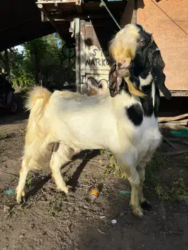 Dijual Kambing Etawa