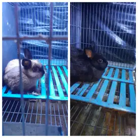 Kelinci hias Nederland draft pet