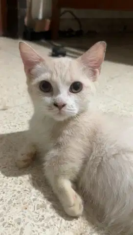 Anak Kucing munchkin jantan kitten persia lepas adopsi adopt krem