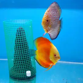 Dijual ikan discus murah