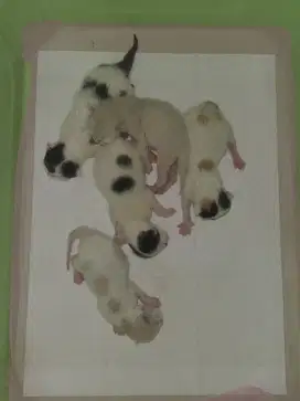 MIXBREED RAGDOLL X BSH BICO BLUE