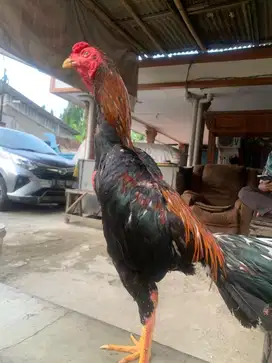 Ayam bangkok x mangon