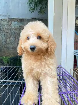 Toy Poodle Party Color