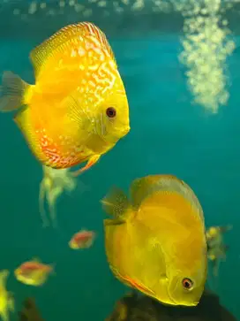 Ikan Discus 6-8 inch dewasa