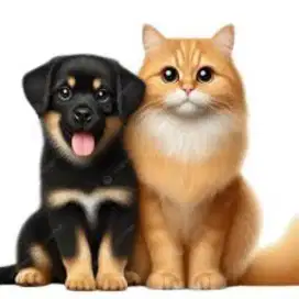 Groomer home service doggy dan cat serta layanan jasa bersihkan catrom