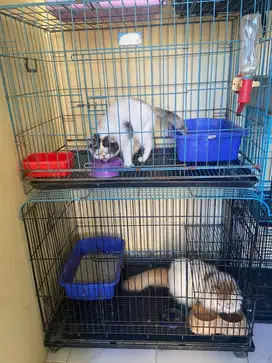 Kucing peaknose