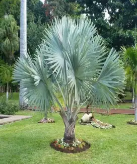 Pohon palem bismarkia