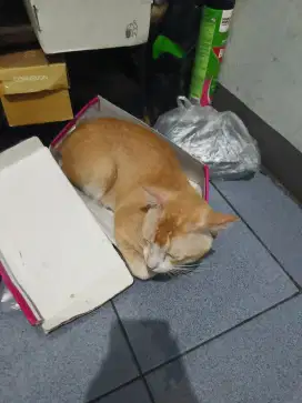 Pet Sitter (jaga hewan)