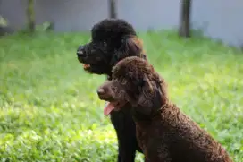 Poodle Party Color