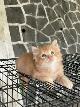 Jual kucing persia flatnose kitten