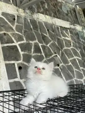 Jual kucing persia flatnose kitten