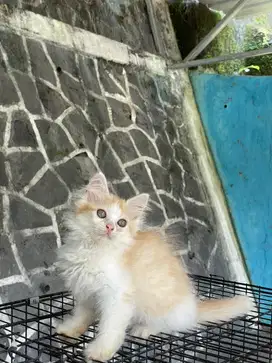 Jual kucing persia flatnose kitten