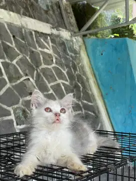 Jual kucing persia flatnose kitten