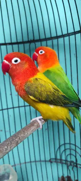 Burung Lovebird Biola sepasang