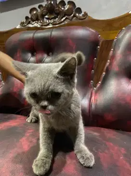 BSH blue non PED