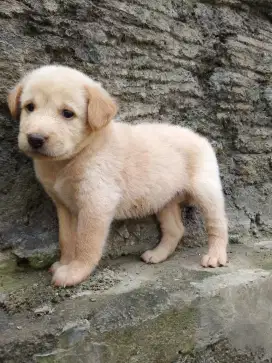 Anakan anjing lucu gemuk mixbreed golden retriever istimewa