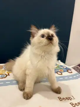 Kitten Anak Kucing Himalaya Persia