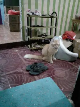 Dijual Rumah 2 kmr tidur n 1 knr mandi di Sepatan, kabupaten Tangerang