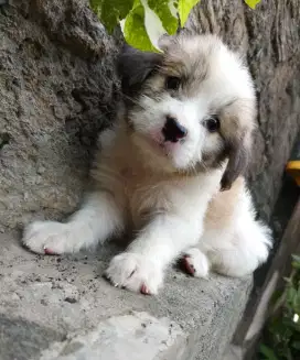 Anakan anjing imut lucu gemuk maltese mixbreed shitzu istimewa