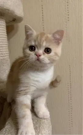 Kucing kitten British shorthair Bicolor Cream super lucu