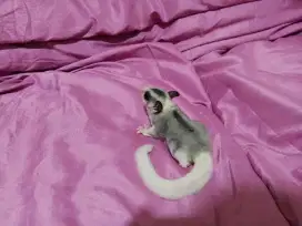 Sugar Glider Mozaic