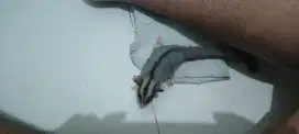 Sugar glider clasic grey