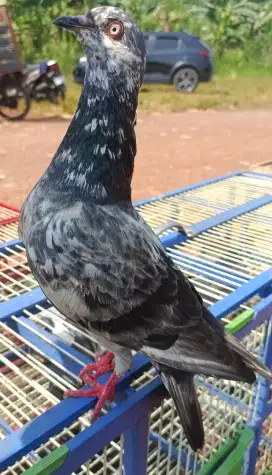 Merpati bahan blorok mata pilo mawar X megan, giring keket