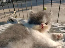 Kitten Persia ada jantan dan betina
