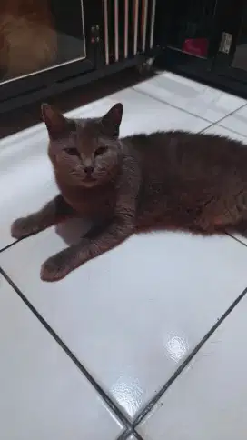 British shorthair BSH betina