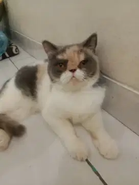British shorthair BSH betina calico hamil