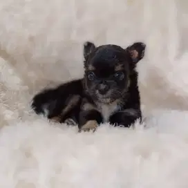Jual Chihuahua jantan