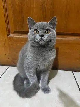 KUCING BRITISH SHORTHAIR (BSH) KITTEN