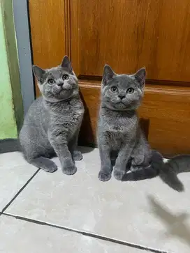 KUCING BRITISH SHORTHAIR (BSH) KITTEN