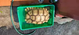 Sulcata Jumbo indukan jantan