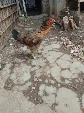 Pny biangan BK Birma pahkoy F 1.ada vdiony abrny di wa minat wa
