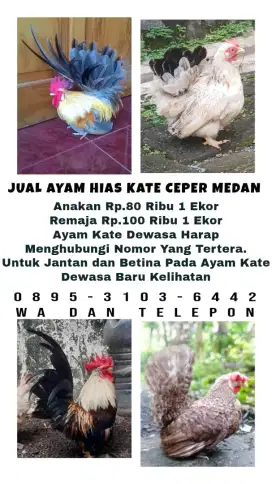 Dijual ayam hias kate katai katek kt mini ceper asli sehat murah medan