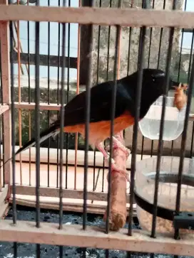 muria betina tukar kenari gacor