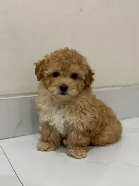 Dijual Anjing Toy Poodle