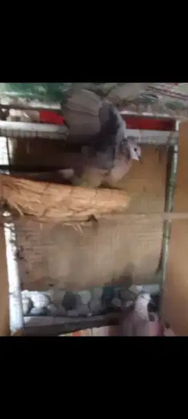 Calon Induka Pencetak Tekukur Albino Mata Merah ( Paket Hemat )