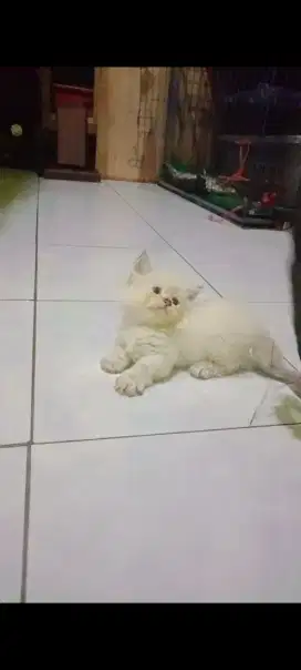 Kucing Munchkin cebol midol ( kaki pendek)