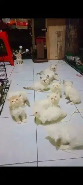 Kucing Munchkin cebol dan kucing Munchkin ns (tidak cebol)