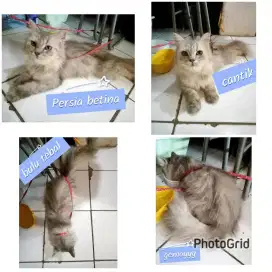 Lepas Kucing persia