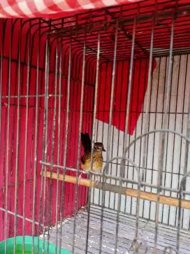 Murai batu ekor putih trotolan
