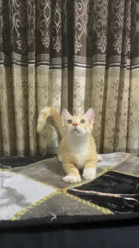 Munchkin jantan