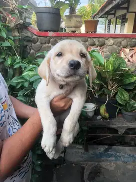Labrador Retriever