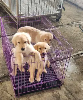 Golden Retriever Male Female Stambum Usia 3 Bulan Big Bone , Big Head