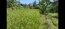 Dijual sawah aktif daerah pancur ciomas kabupaten serang